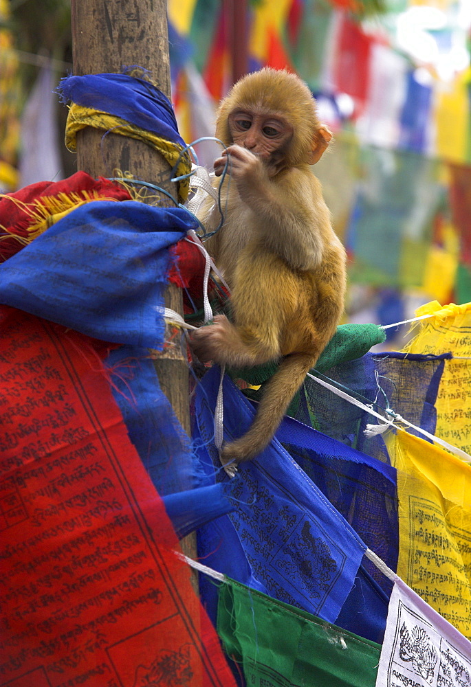 Young monkey sitting on prayer flags tied on a pole, Tibetan Buddhist temple near Chowrasta Square, Darjeeling, West Bengal state, India, Asia