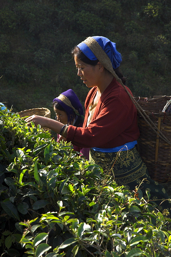 Women plucking tea at Singtom tea garden, Darjeeling, West Bengal state, India, Asia