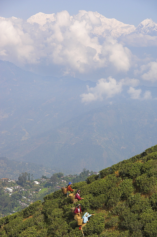 Women tea pluckers in Singtom tea garden, with snowy and cloudy Kandchengzonga peak in background, Darjeeling, West Bengal state, Himalayas, India, Asia