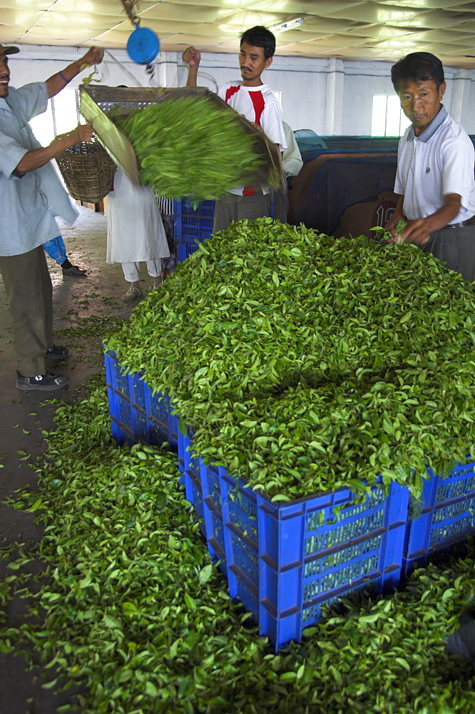 Man controlling weight of daily quantity of plucked leaves, Singtom tea garden, Darjeeling, West Bengal state, India, Asia