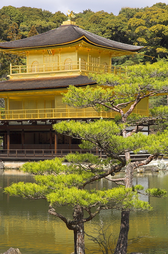 Golden pavilion with lake and tree in foreground, UNESCO World Heritage Site, Rokuon ji temple, Kinkaku ji, Kyoto, Kansai, Honshu, Japan, Asia