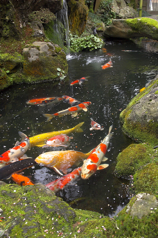 Colourful carp in typical Japanese garden pond, Higashiyama, Kyoto, Kansai, Honshu, Japan, Asia