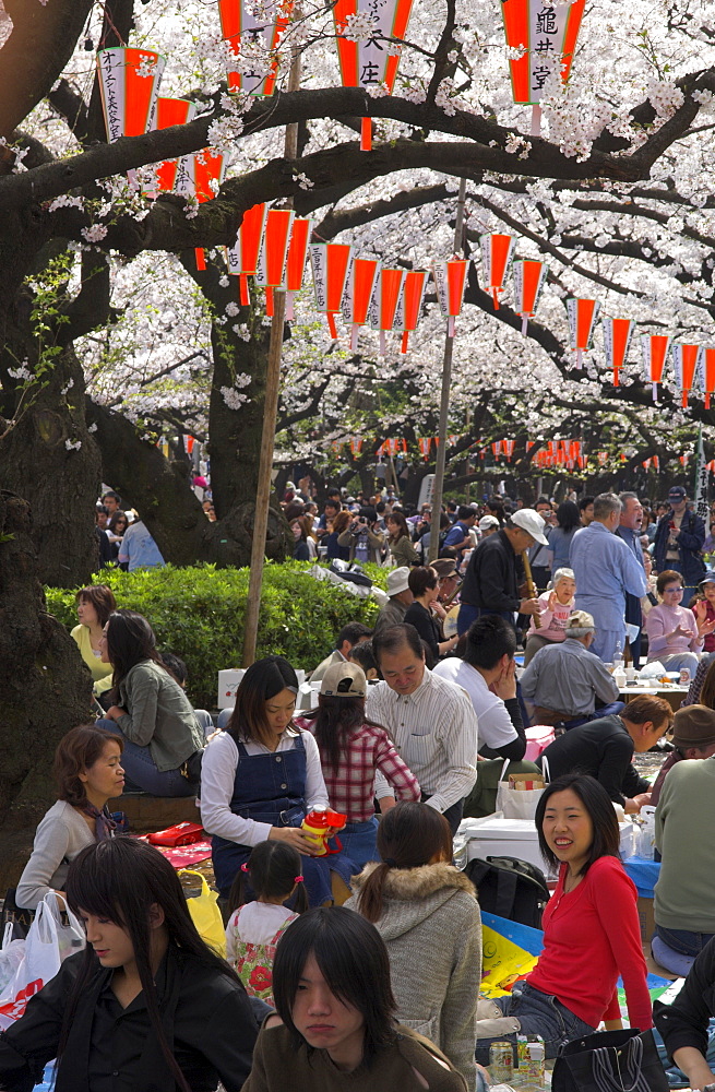 Groups of young people sitting together under trees, Cherry Blossom festival, Sakura, Ueno koen, Tokyo, Honshu, Japan, Asia