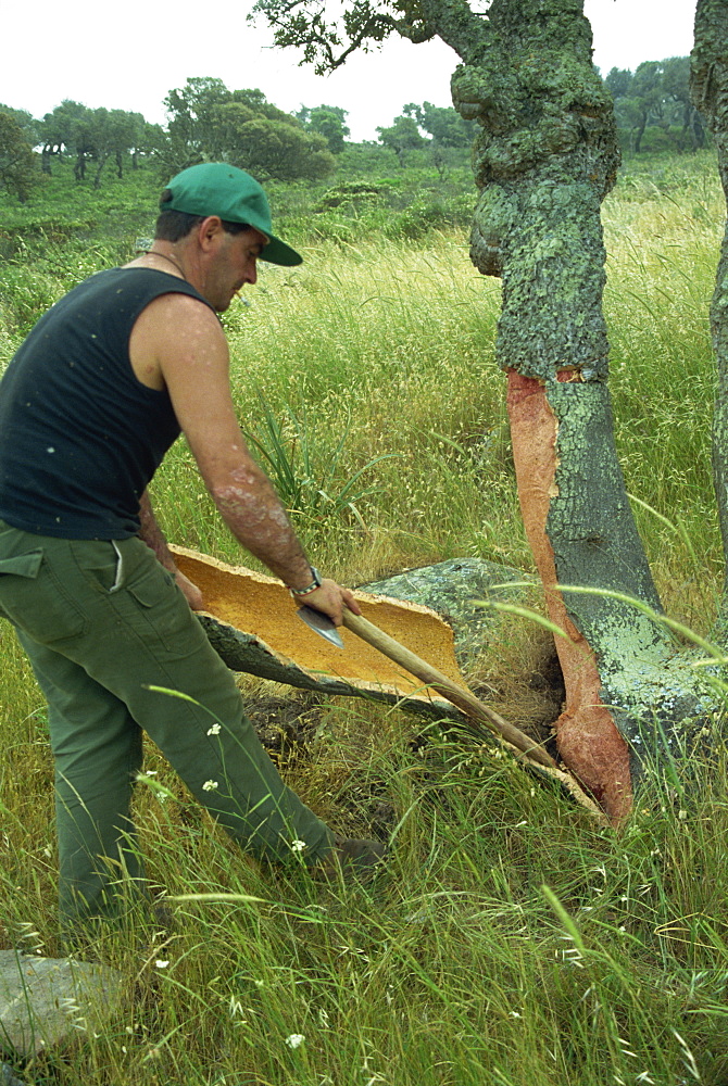 Harvesting cork by cutting bark off young tree, Sardinia, Italy, Europe