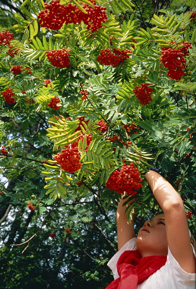 Picking roan tree berries in Norway, Scandinavia, Europe