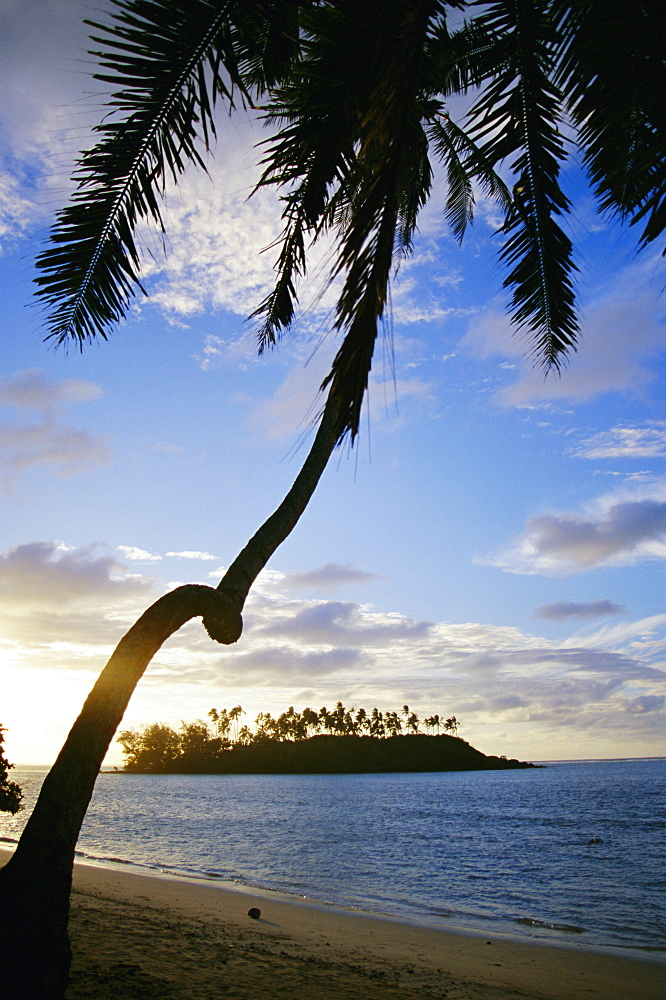 Twisted palm tree, Taakoka Island, Rarotonga, Cook Islands, Polynesia, South Pacific islands, Pacific