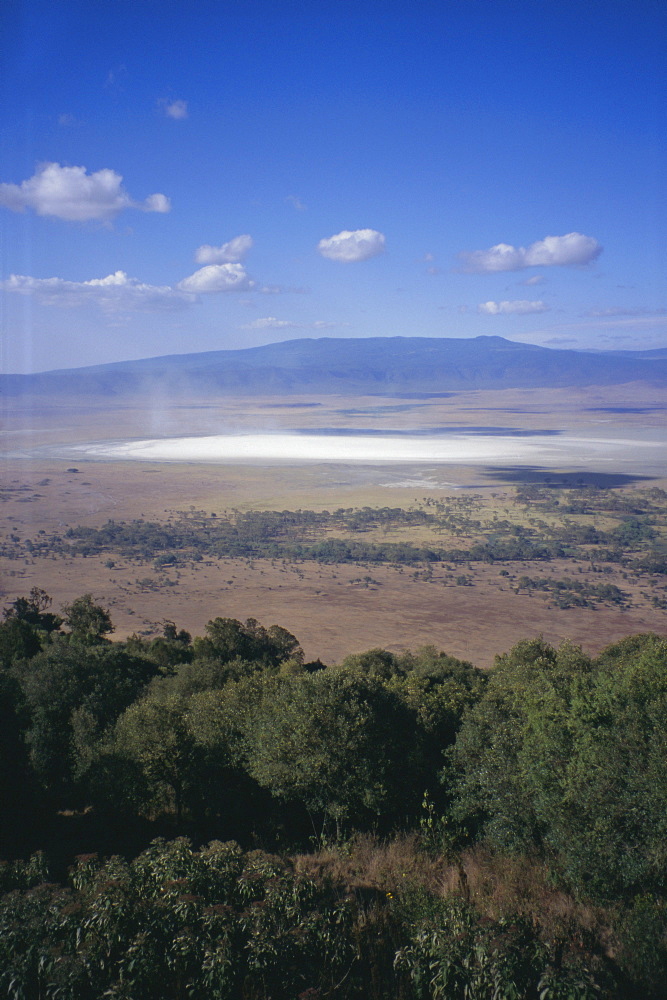 Wildlife, mossy trees, clouds and salt lake, Ngorongoro Crater, Ngorongoro Conservation Area, Tanzania, East Africa, Africa