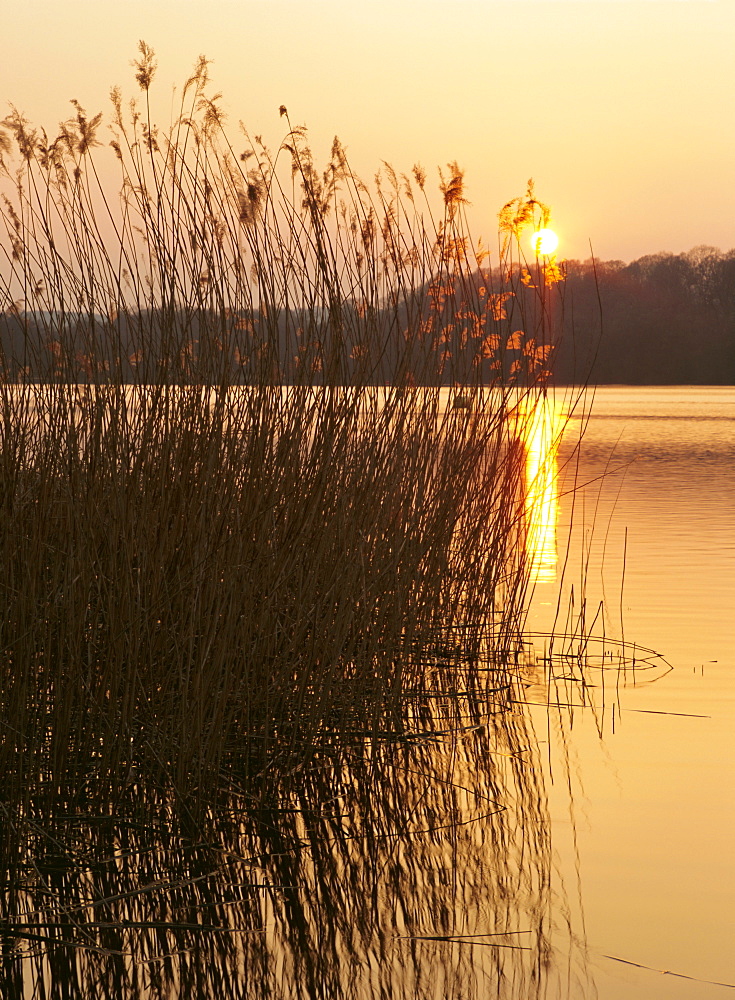 Reeds at sunset, Frensham Great Pond, Frensham, Surrey, England, UK, Europe