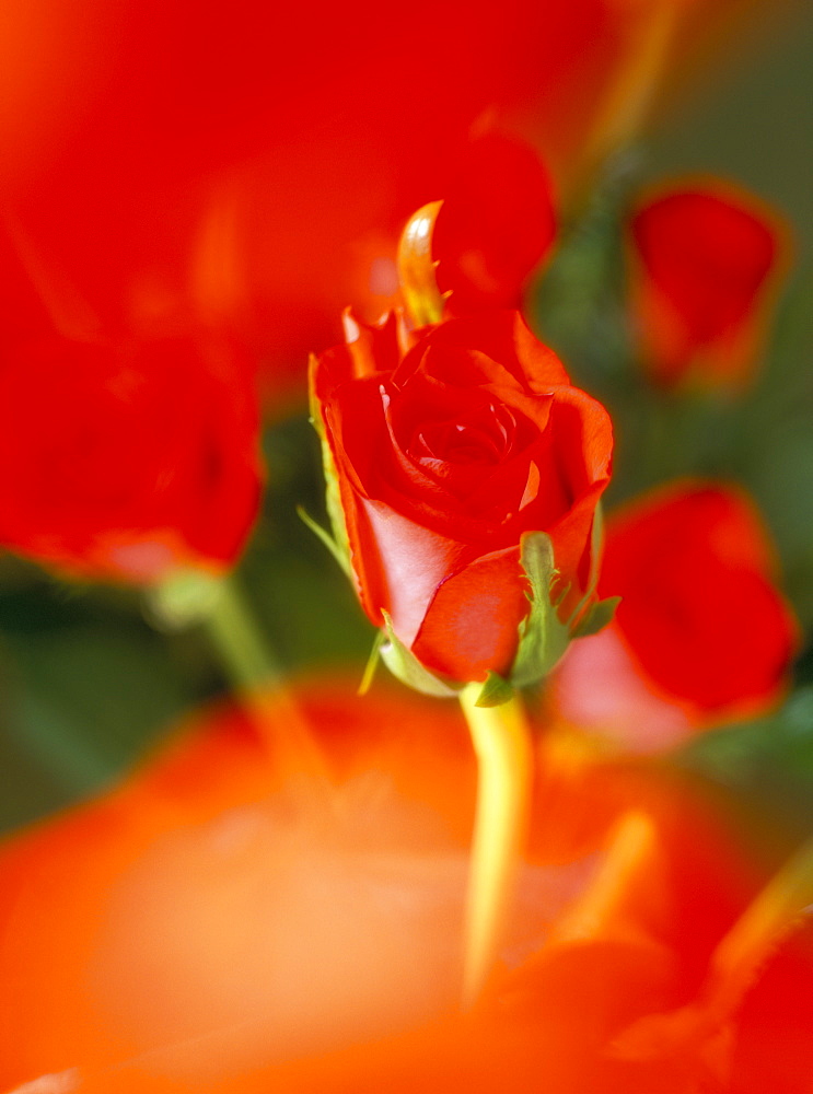 Close-up of red roses