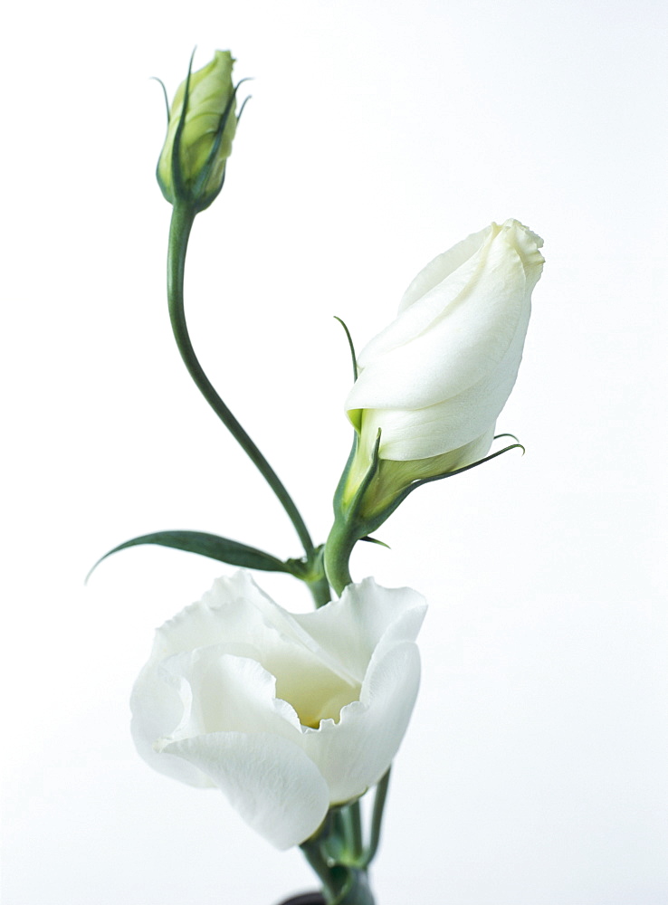 Close-up of Eustoma Russellanium, Kyoto pure White, flower and buds on a white background