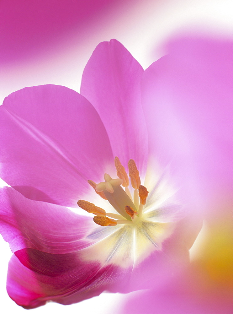 Studio shot, close-up of a pink tulip (tulipa) flower