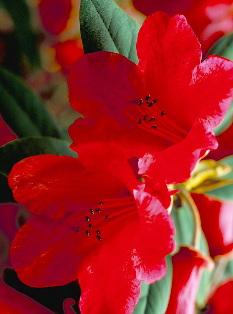 Close-up of two red rhododendron flowers, Gros Claude, Windsor Great Park, Berkshire, England, United Kingdom, Europe