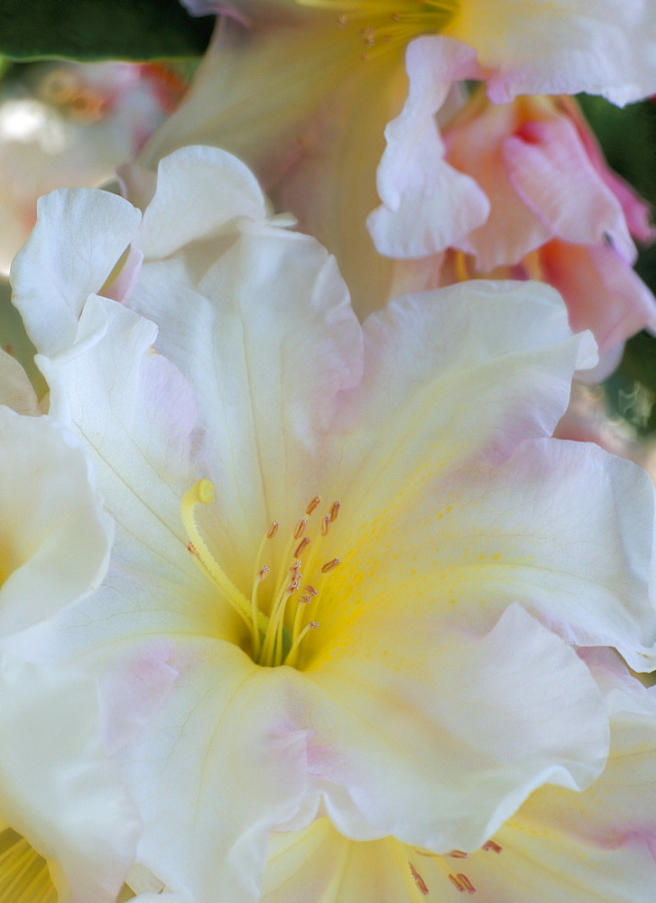 Close-up of white stamen and pale pink flower of rhododendron, Windsor Great Park, Berkshire, England, United Kingdom, Europe