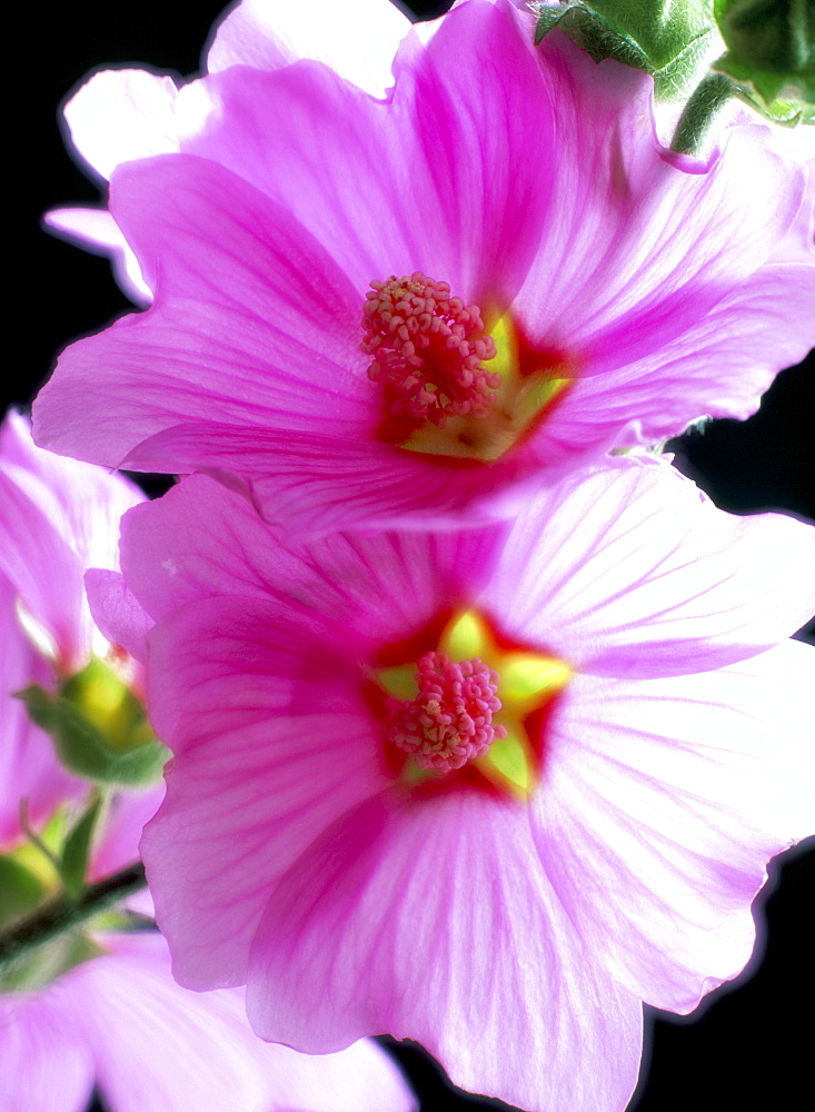 Close-up of tree mallow flowers (Lavatera olbia)