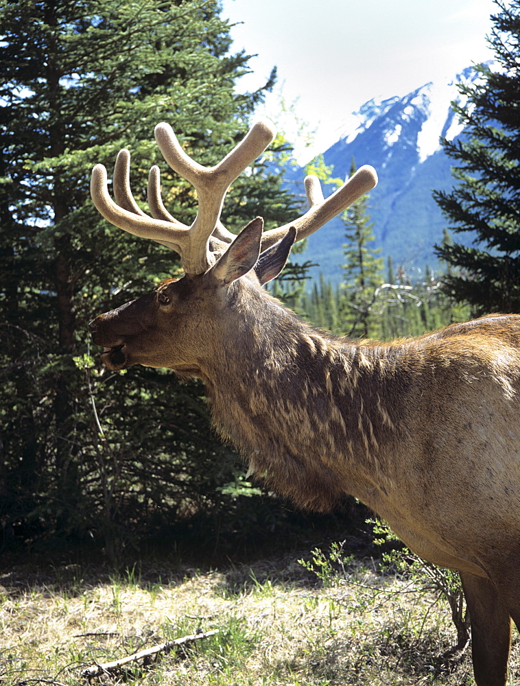 Elk or wapiti (Cervus elaphus), Bow Valley Parkway, Banff National Park, Rocky Mountains, Alberta, Canada, North America