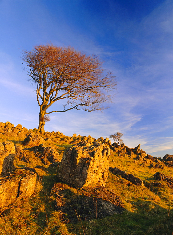 Bare tree on stony outcrop, Parwich, Hartington, Peak District National Park, Derbyshire, England, UK, Europe