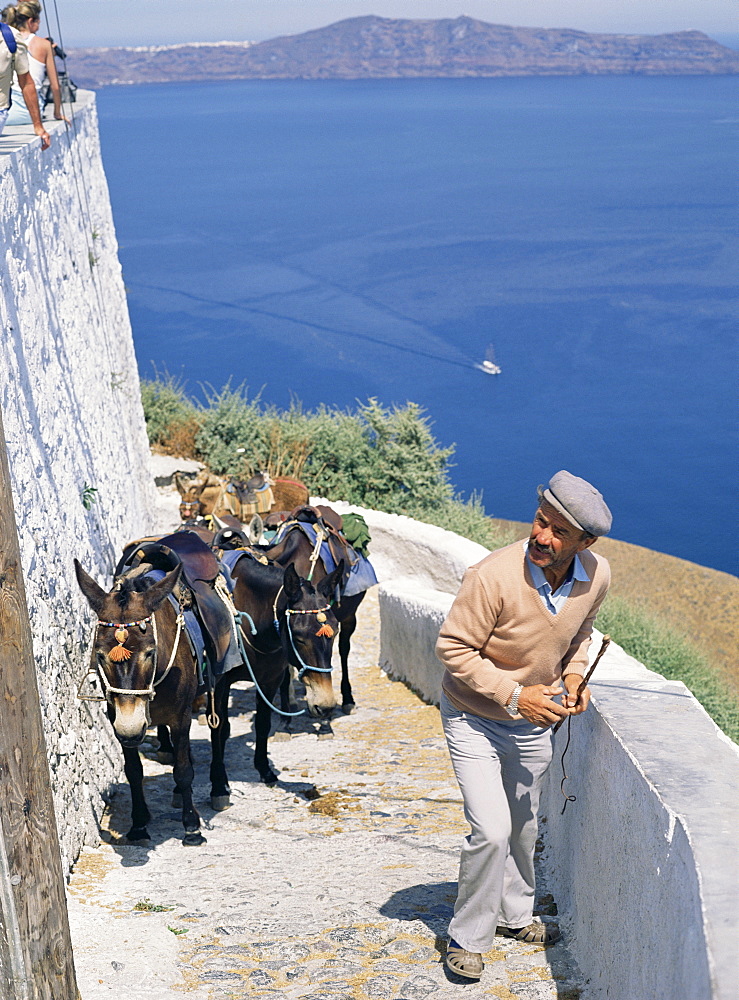 Animal transport, Santorini (Thira), Cyclades Islands, Greek Islands, Greece, Europe