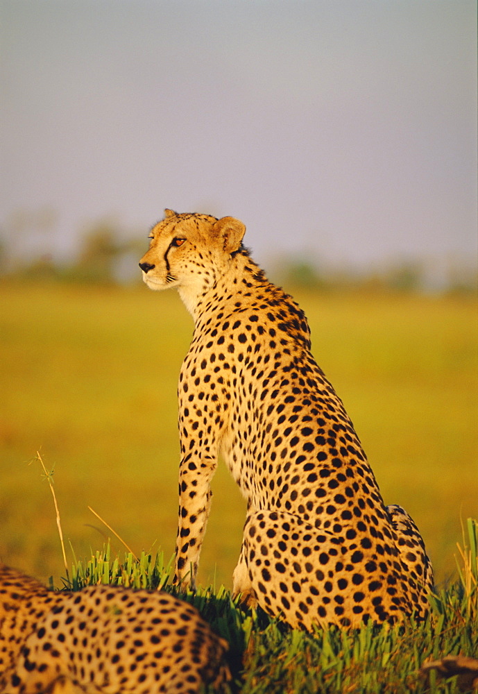 Cheetah (Acinonyx jubatus), Okavango Delta, Botswana, Africa