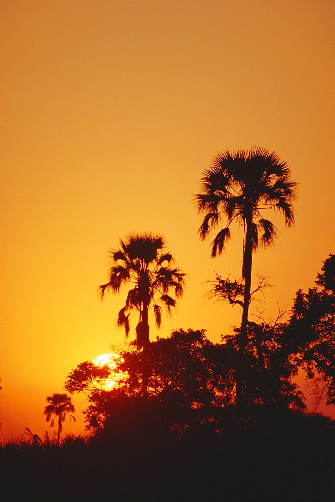 Sunset, Okavango Delta, Botswana, Africa