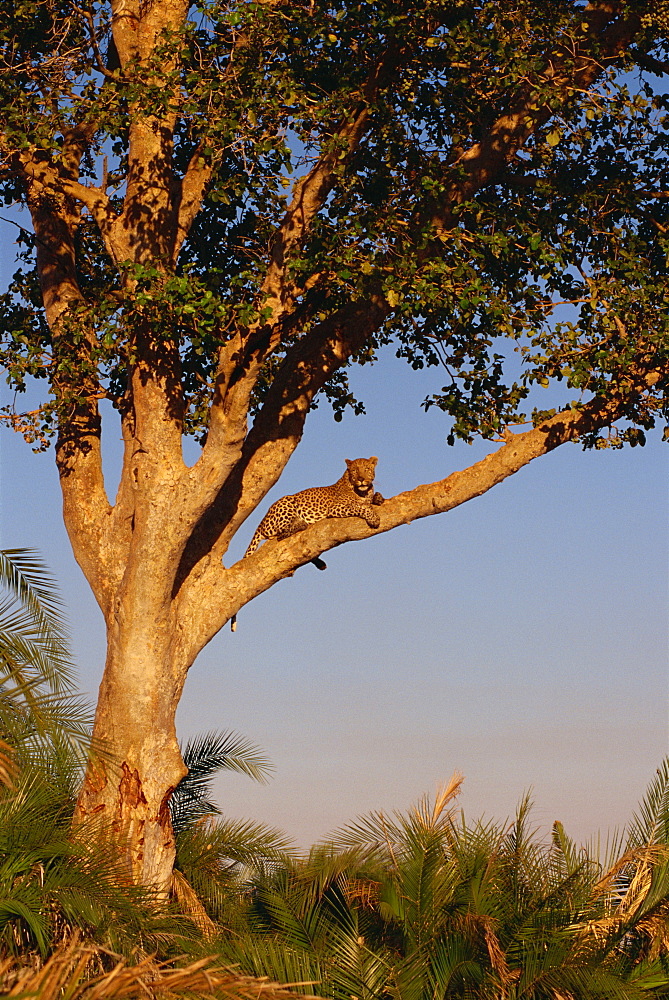 Leopard (Panthera pardus) in a tree, Okavango Delta, Botswana, Africa