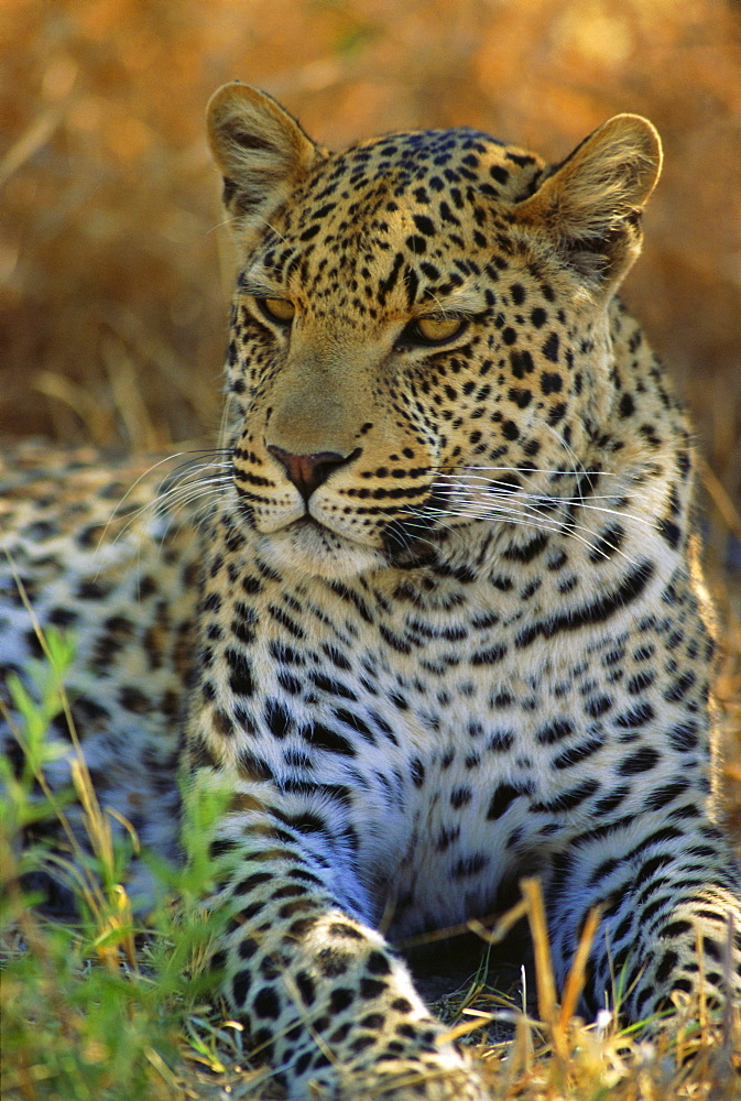 Portrait of a Leopard (Panthera pardus), Okavango Delta, Botswana