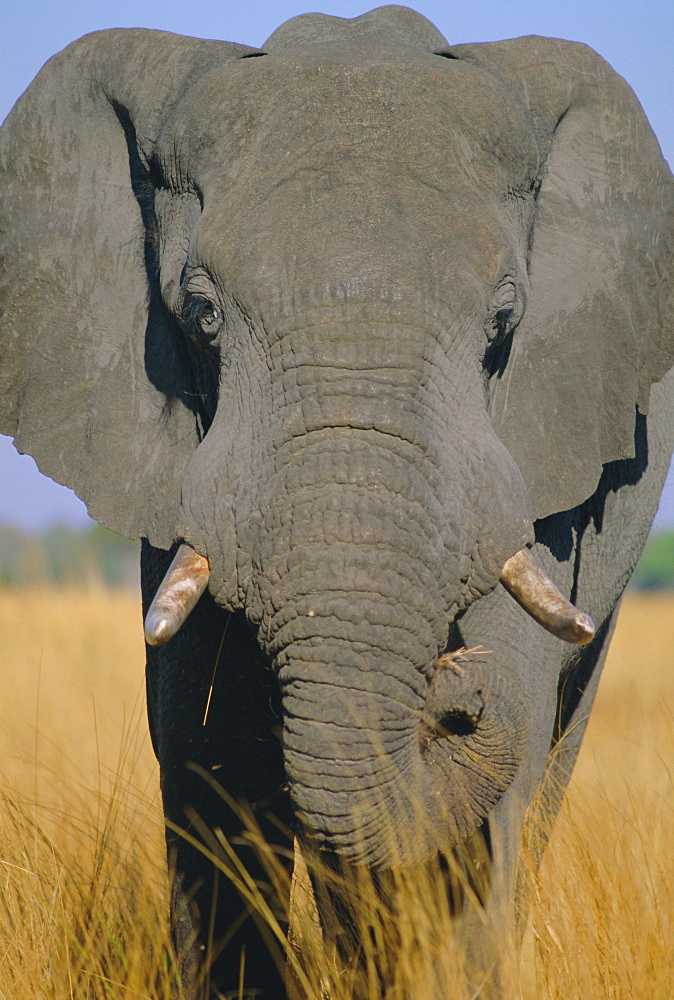 African elephant (Loxodonta africana), Okavango Delta, Botswana, Africa