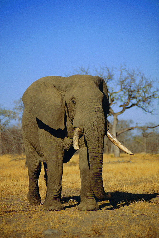 African elephant (Loxodonta africana), Kruger Park, South Africa