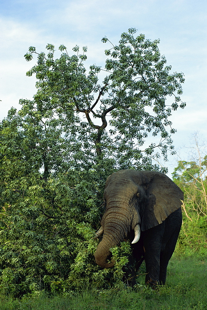 African elephant, Kruger National Park, South Africa, Africa