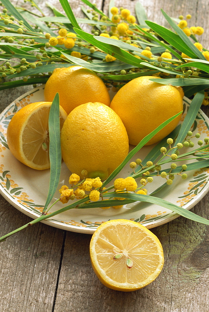 A plate of lemons and mimosa flowers