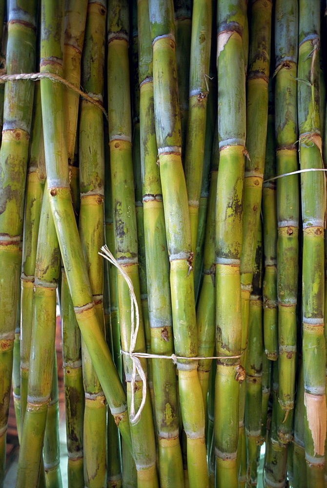 Close-up of bundles of sugar cane in Mexico, North America