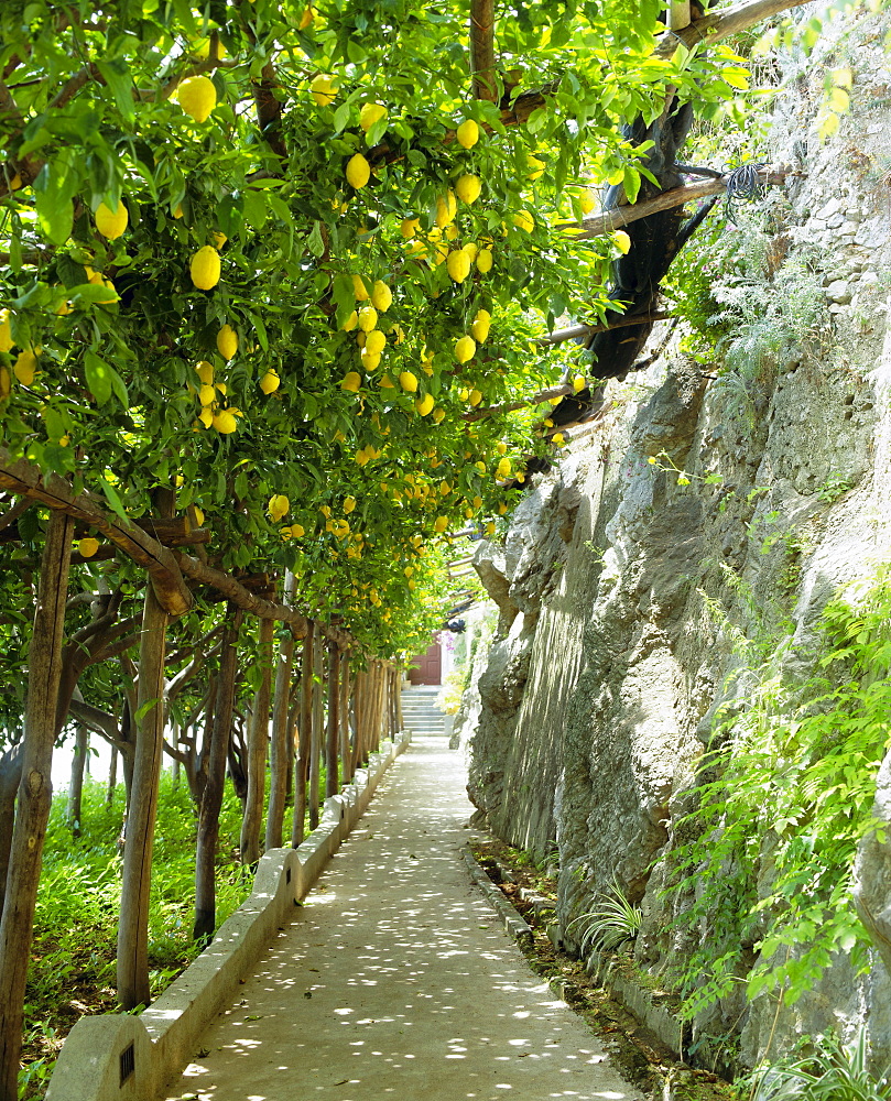 Lemon groves, Amalfi coast, Campania, Italy, Europe