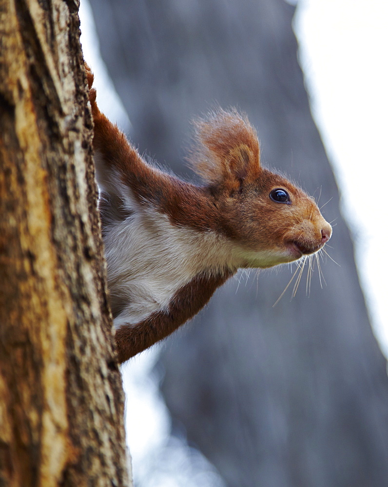 Red squirrel in Parque del Retiro, Madrid, Spain, Europe 