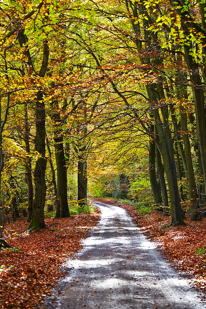 Burnham Beeches, Buckinghamshire, England, United Kingdom, Europe