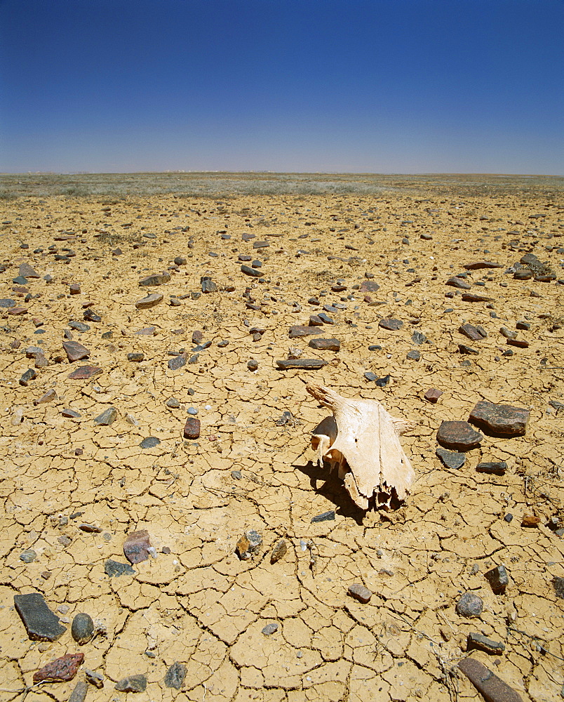 Animal skull, rocks and cracked dry earth, Outback, South Australia, Australia, Pacific