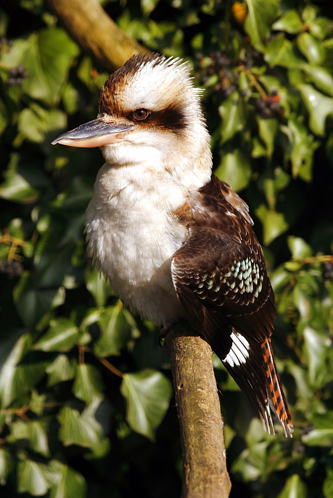 Kookaburras (genus Dacelo) are terrestrial kingfishers native to Australia and New Guinea, Pacific