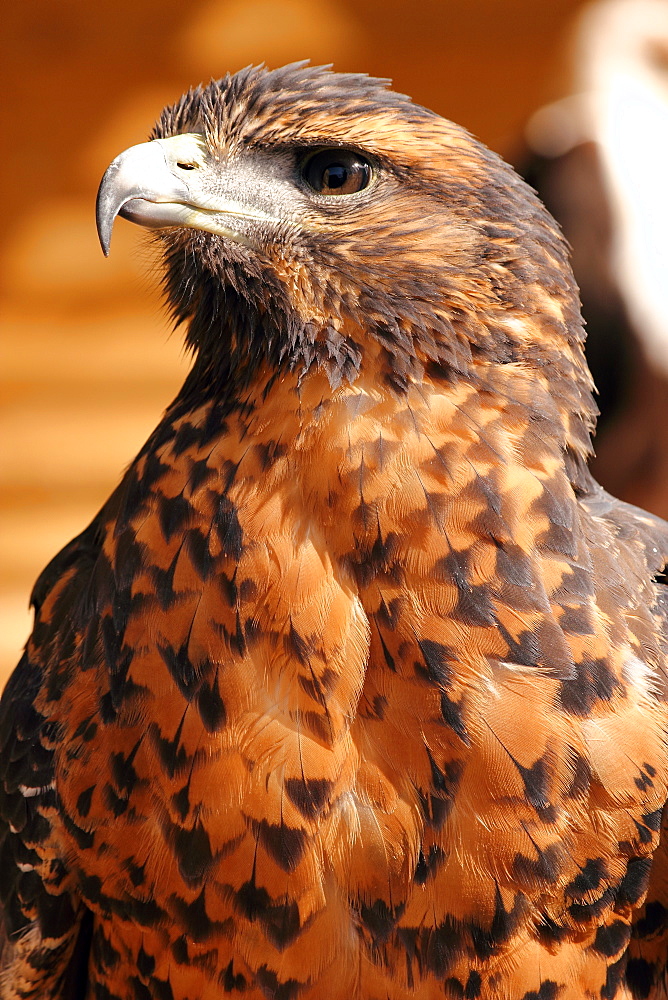 Harris hawk (Parabuteo unicinctus) formerly known as the bay-winged hawk (dusky hawk), which breeds in the southern U.S.A., Chile and Argentina, in captivity in the United Kingdom, Europe