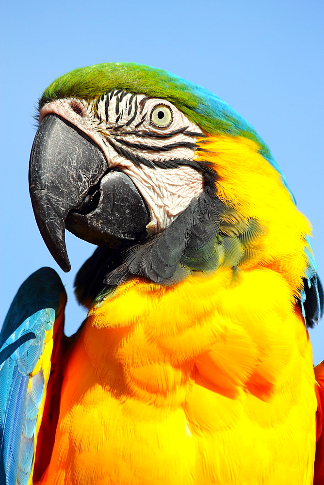 Blue and yellow macaw (blue and gold macaw) (Ara ararauna) in captivity, United Kingdom, Europe