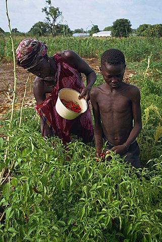 Portrait of a woman and boy outdoors in a field, harvesting chillies, Gambia, West Africa, Africa