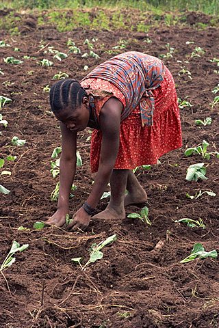 Portrait of a young woman bending down, working in field, planting, Tanzania, East Africa, Africa