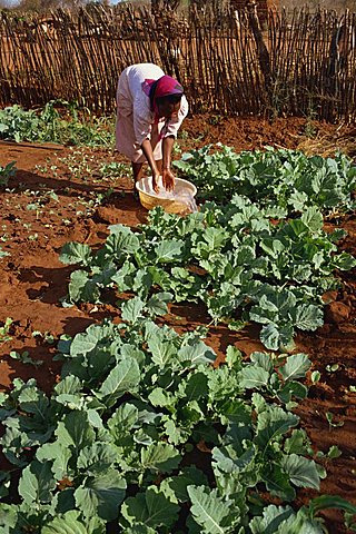 Vegetable farm benefitting from water, Kibwezi, Kenya, East Africa, Africa