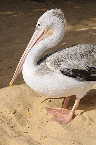 Pelicans on beach at Saly, Senegal, West Africa, Africa