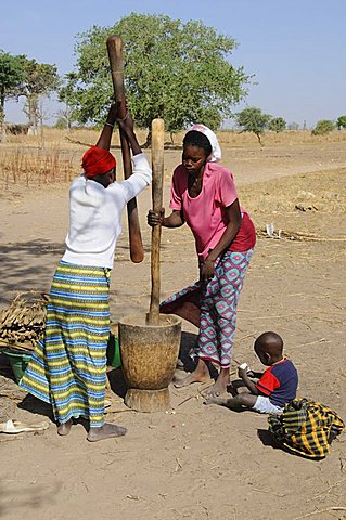 Pounding millet, Serer (Serere) Tribal Village, Senegal, West Africa, Africa