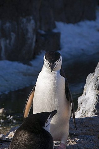 Chinstrap penguins, Gourdin Island, Antarctic Peninsula, Antarctica, Polar Regions