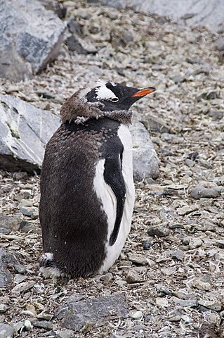 Moulting Gentoo penguin, Cuverville Island, Antarctic Peninsula, Antarctica, Polar Regions