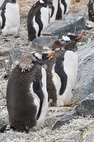 Moulting gentoo penguins, Cuverville Island, Antarctic Peninsula, Antarctica, Polar Regions