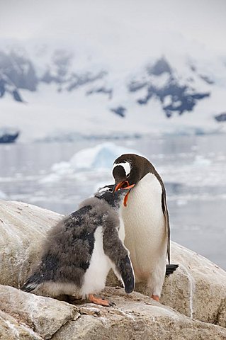 Gentoo penguin feeding chick, Neko Harbour, Antarctic Peninsula, Antarctica, Polar Regions