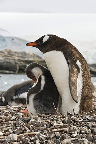 Gentoo penguin with young chicks, Jougla Point near Port Lockroy, Antarctic Peninsula, Antarctica, Polar Regions