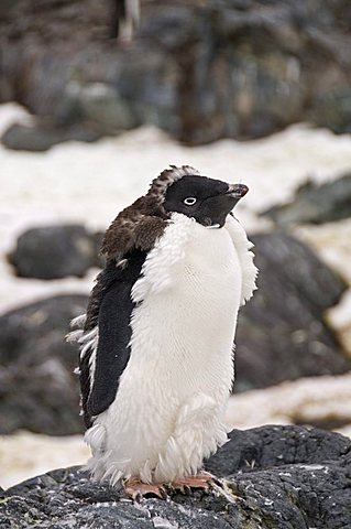 Adelie penguin moulting, Yalour Island, Antarctic Peninsula, Antarctica, Polar Regions