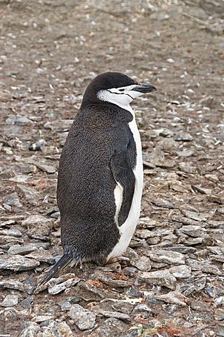 Chinstrap penguin, Hannah Point, Livingstone Island, South Shetland Islands, Polar Regions