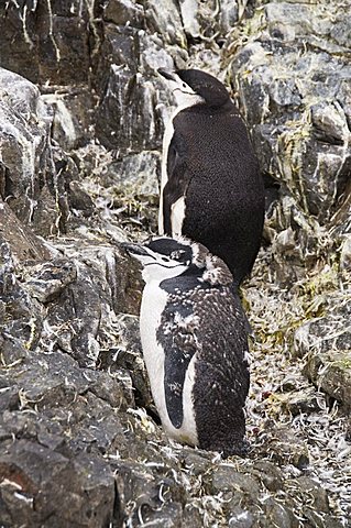 Chinstrap penguins, Hannah Point, Livingstone Island, South Shetland Islands, Polar Regions